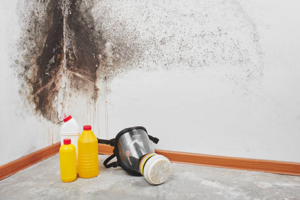Best Mold Cleaning Services  in Sanborn, NY