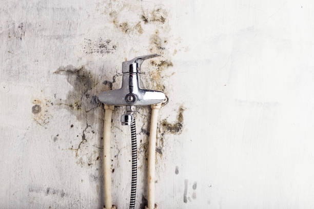 Best Certified Mold Removal  in Sanborn, NY