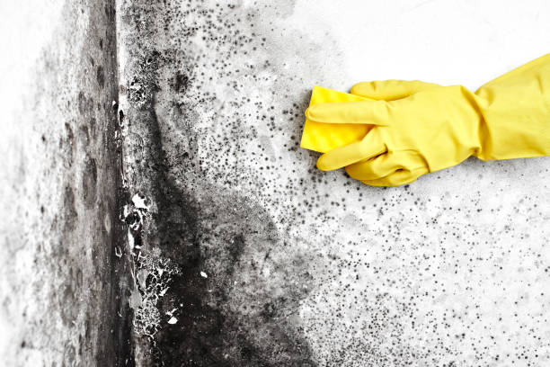 Best Residential Mold Removal  in Sanborn, NY