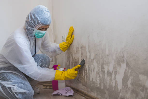 Best Toxic Mold Removal  in Sanborn, NY