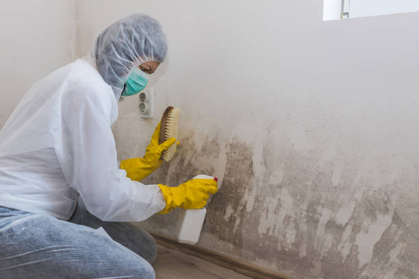 Best Local Mold Removal Service  in Sanborn, NY