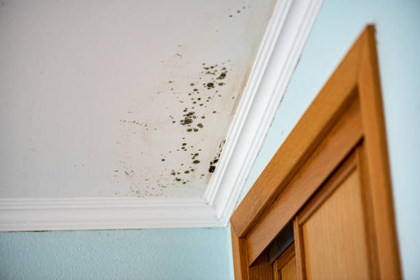 Best Fast Mold Removal  in Sanborn, NY