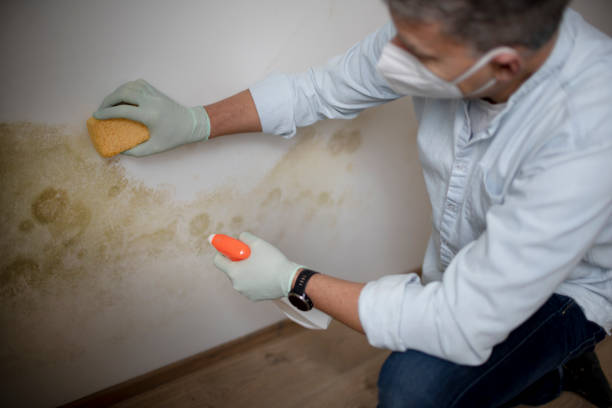 Best Emergency Mold Removal  in Sanborn, NY