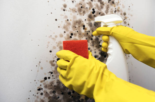 Best Crawl Space Mold Removal  in Sanborn, NY