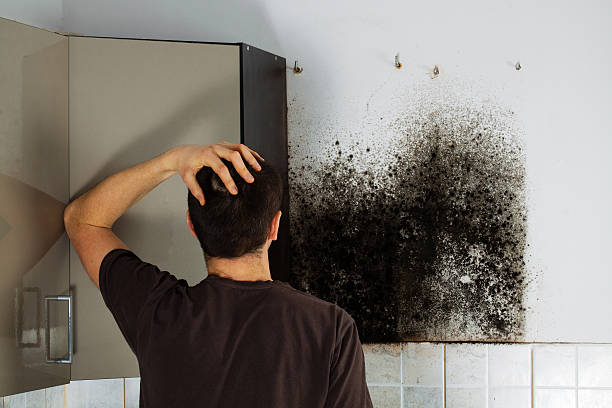 Best Mold Damage Repair  in Sanborn, NY