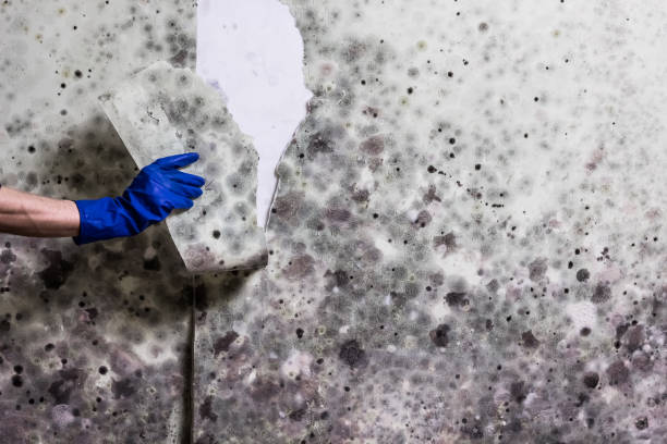 Sanborn, NY Mold Removal Company
