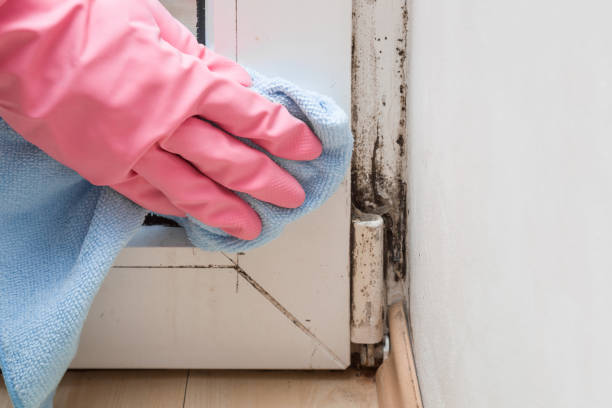 Best Emergency Mold Removal  in Sanborn, NY